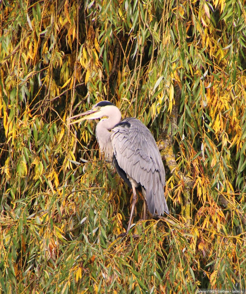 Ох, уж эти Мийки — Куклы Nines d'Onil (Нинес): Миа (Mia)