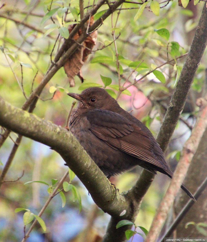 Если веришь, сказка оживёт! Или осенняя цветотерапия