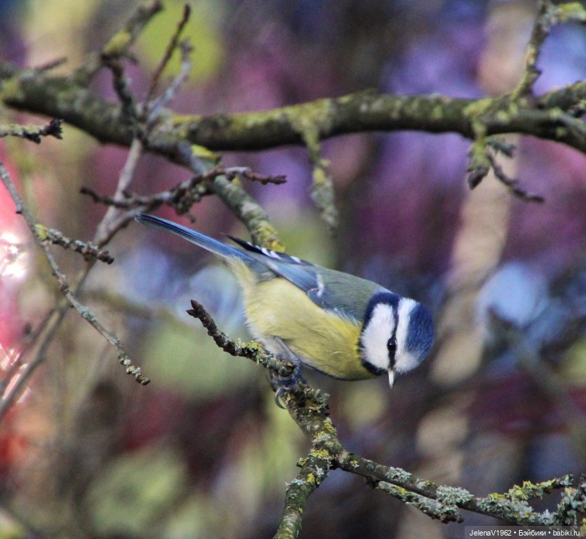 Если веришь, сказка оживёт! Или осенняя цветотерапия