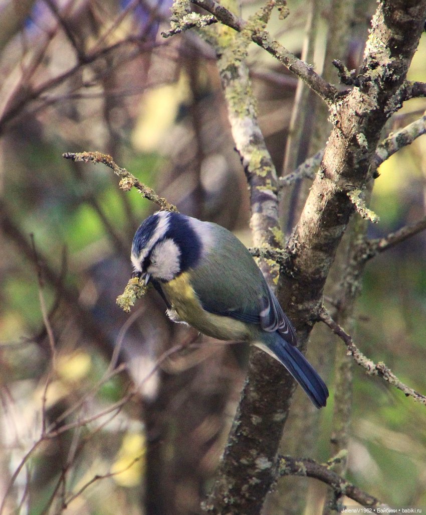 Если веришь, сказка оживёт! Или осенняя цветотерапия