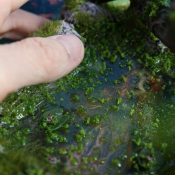 Миниатюрные Офелии