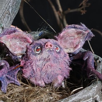 Ушастые летучие мыши