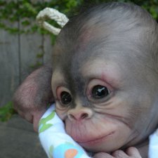 А как вы относитесь к реборнам обезьянкам