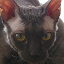 Немного  не о куклах или "Мама, купи кролика!"