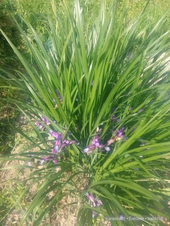 Летний Ажур для Леры и — Одежда и обувь для кукол своими руками: фото