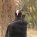 Зеркальноглазый