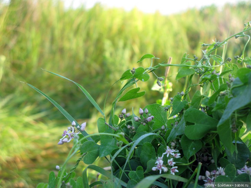 Лето - это маленькая жизнь
