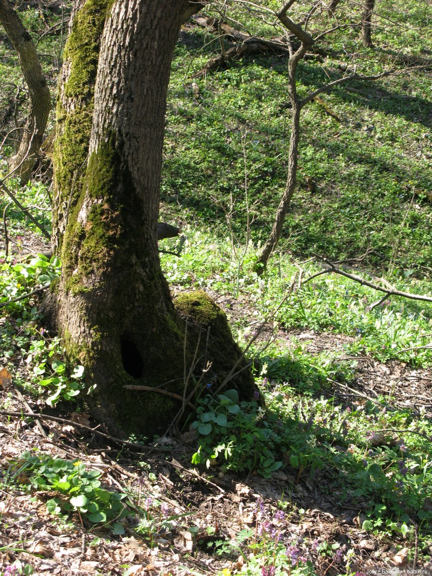 Ранняя весна в лесу — Авторские куклы ручной работы: текстильные (фото 2)