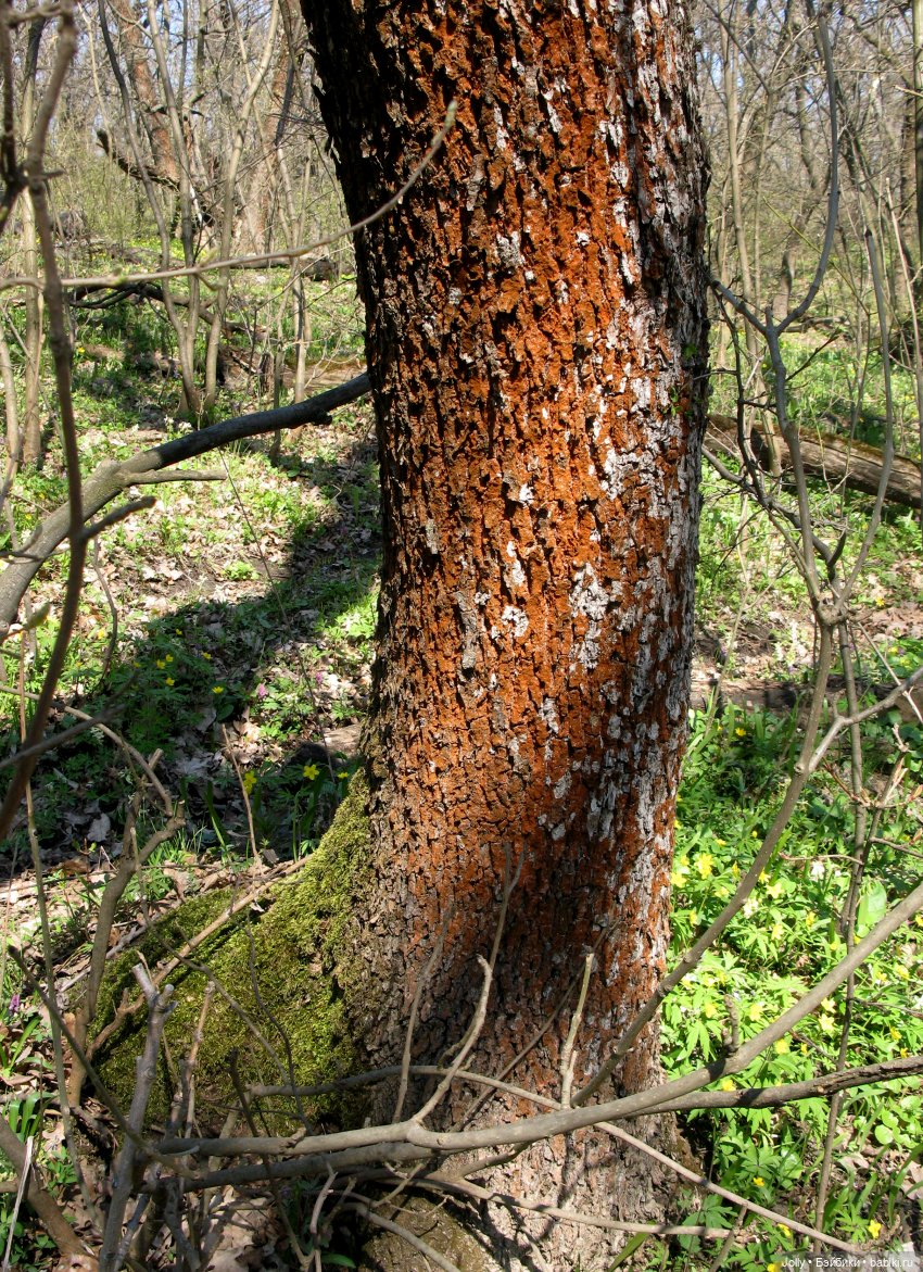 Ранняя весна в лесу — Авторские куклы ручной работы: текстильные (фото 3)