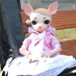 Давайте познакомимся, собачка Hujoo