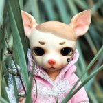 Продолжение знакомства с собачкой Hujoo