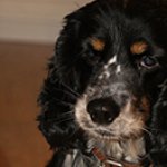 ...Сегодня я обнаружил у себя в хвосте первый седой волос...