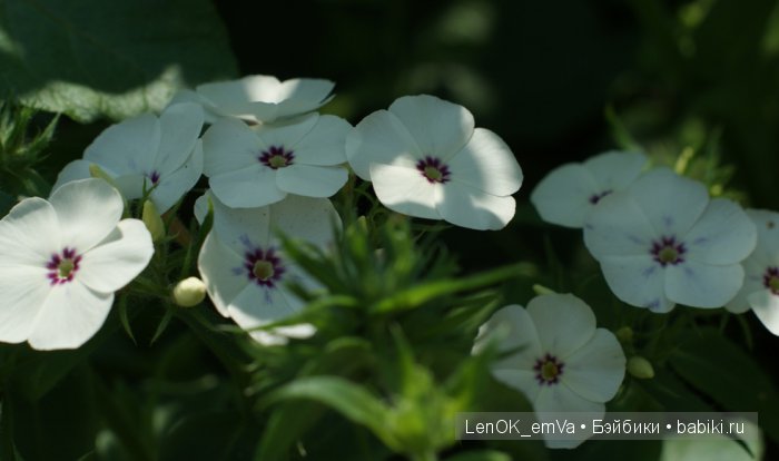 Вдохновение цветами или "любителям цветов посвящается" :) (фото 10)