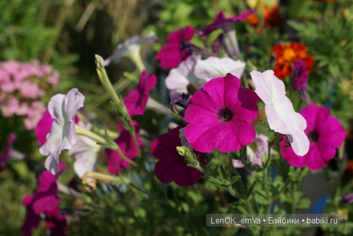Вдохновение цветами или "любителям цветов посвящается" :)