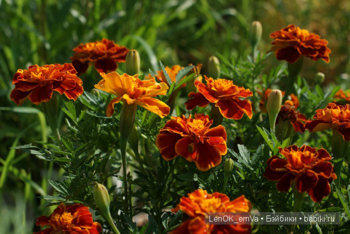Вдохновение цветами или "любителям цветов посвящается" :)