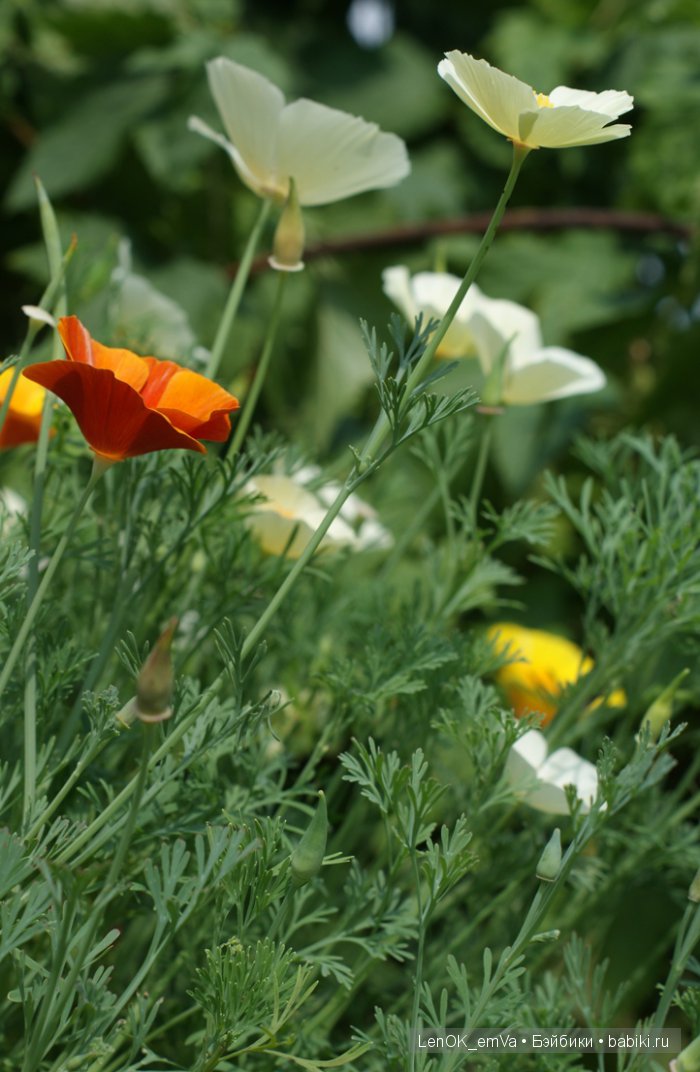 Вдохновение цветами или "любителям цветов посвящается" :)