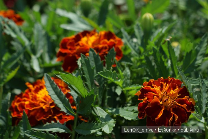 Вдохновение цветами или "любителям цветов посвящается" :) (фото 6)