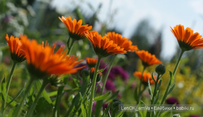 Вдохновение цветами или "любителям цветов посвящается" :)