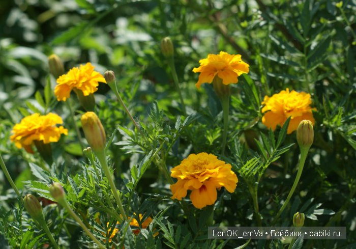 Вдохновение цветами или "любителям цветов посвящается" :) (фото 5)
