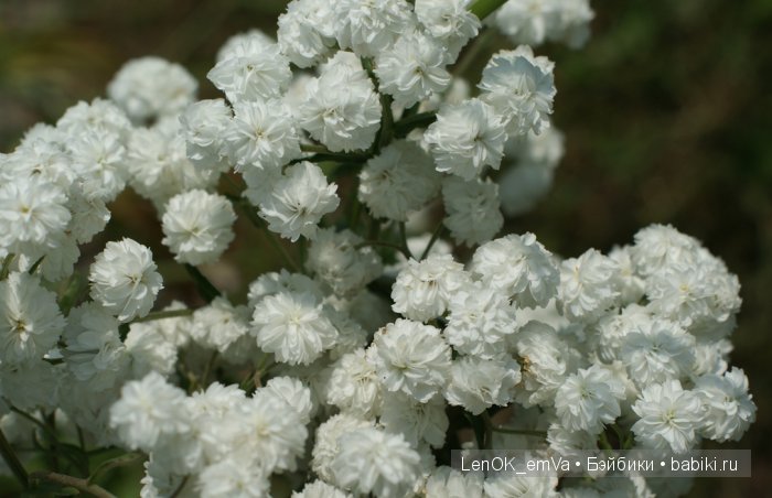 Вдохновение цветами или "любителям цветов посвящается" :)