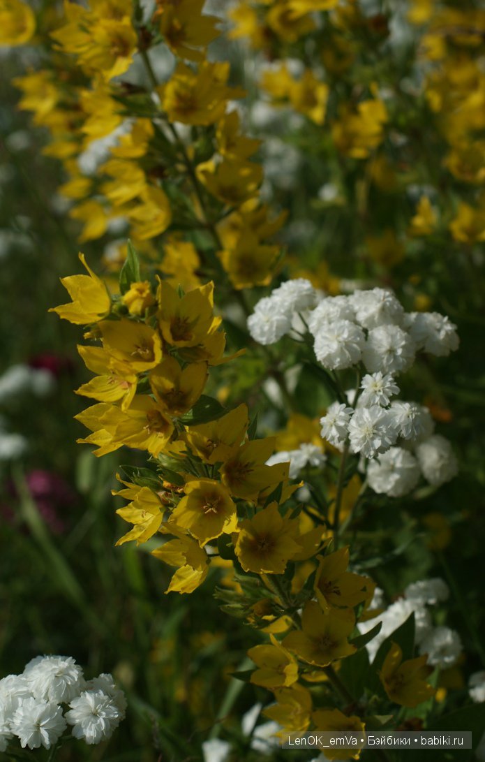 Вдохновение цветами или "любителям цветов посвящается" :)