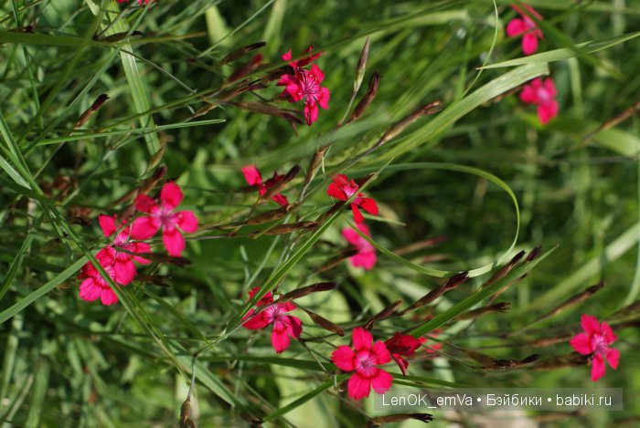 Вдохновение цветами или "любителям цветов посвящается" :)