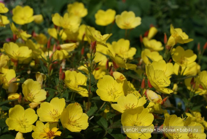 Не помню название