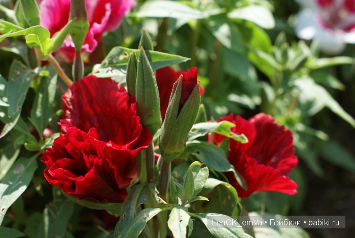 Вдохновение цветами или "любителям цветов посвящается" :)