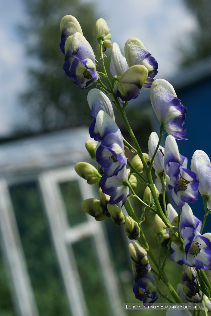 Дельфиниум