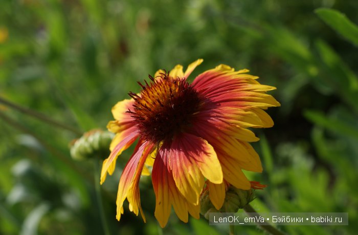 Вдохновение цветами или "любителям цветов посвящается" :)