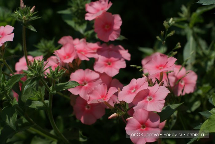 Вдохновение цветами или "любителям цветов посвящается" :) (фото 7)