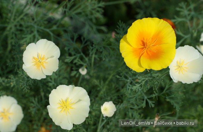 Вдохновение цветами или "любителям цветов посвящается" :)