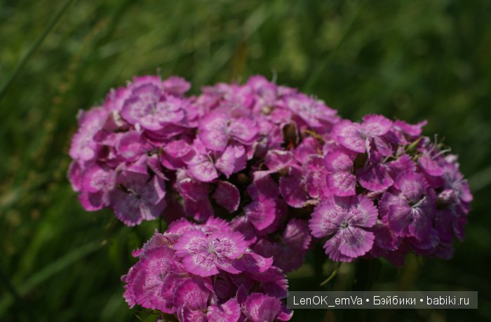Вдохновение цветами или "любителям цветов посвящается" :)