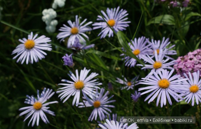 Вдохновение цветами или "любителям цветов посвящается" :)