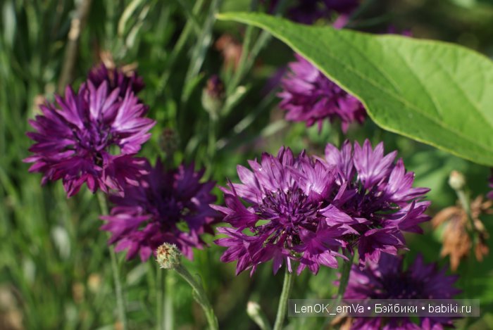 Вдохновение цветами или "любителям цветов посвящается" :) (фото 4)