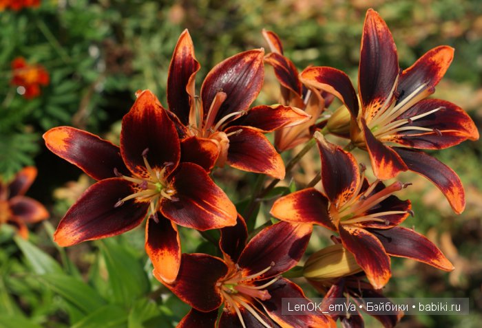 Вдохновение цветами или "любителям цветов посвящается" :)