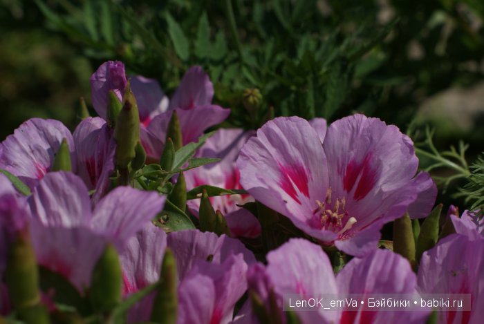 Вдохновение цветами или "любителям цветов посвящается" :) (фото 3)
