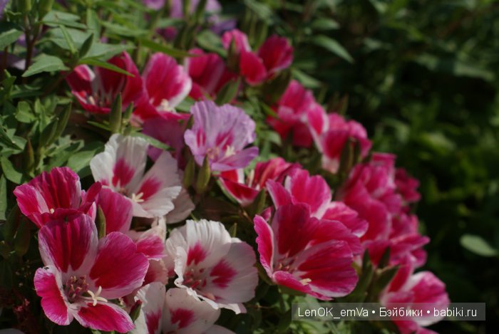 Вдохновение цветами или "любителям цветов посвящается" :) (фото 2)