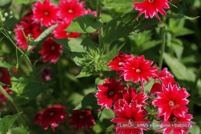 Вдохновение цветами или "любителям цветов посвящается" :) (фото 8)