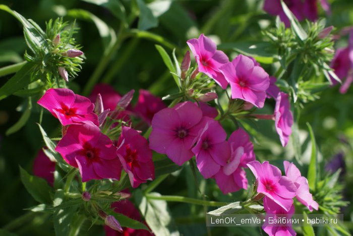 Вдохновение цветами или "любителям цветов посвящается" :) (фото 9)