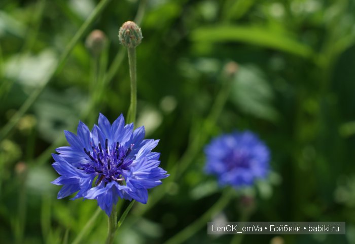 Вдохновение цветами или "любителям цветов посвящается" :)