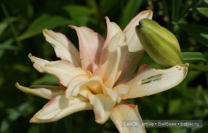 Вдохновение цветами или "любителям цветов посвящается" :)