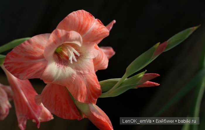 Вдохновение цветами или "любителям цветов посвящается" :)