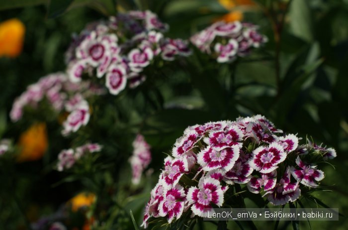 Вдохновение цветами или "любителям цветов посвящается" :)