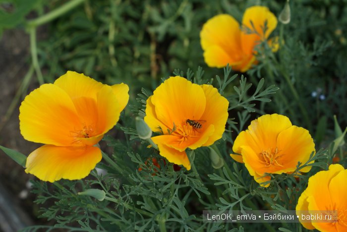 Вдохновение цветами или "любителям цветов посвящается" :)