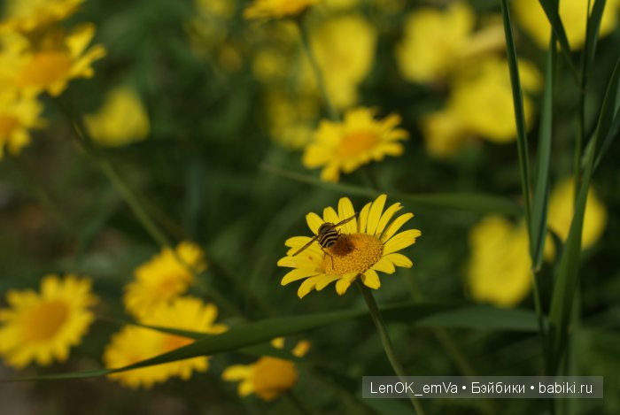 Желтая ромашка :)