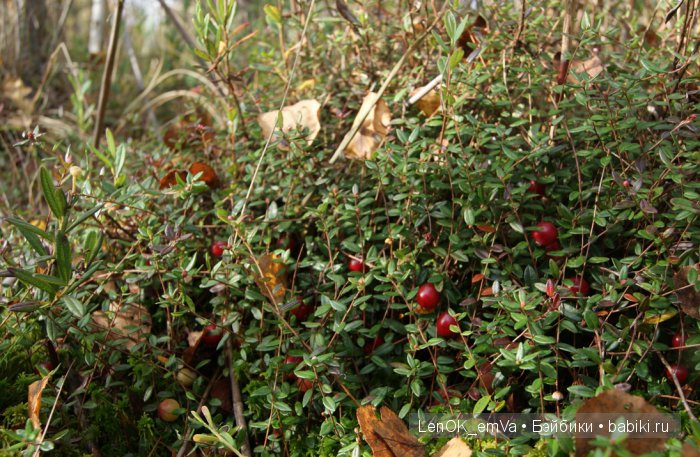 LenOK_emVa_ручная работа