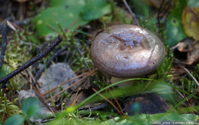 Лесные дары республики Коми