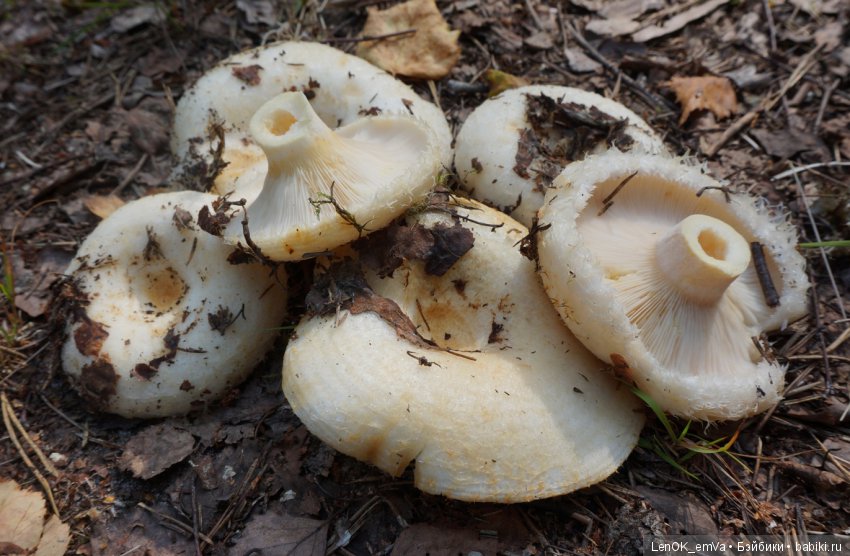 Лесные дары республики Коми