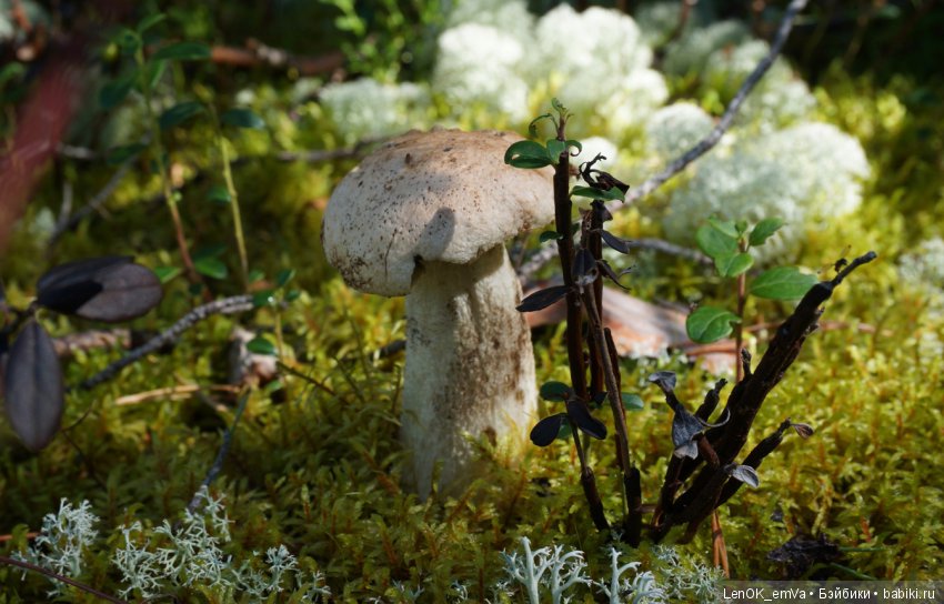 Лесные дары республики Коми